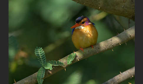 Natalzwergfischer (Ispidina picta)