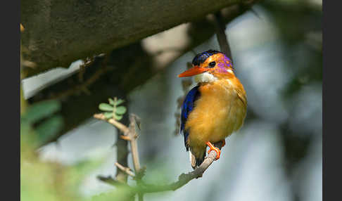 Natalzwergfischer (Ispidina picta)