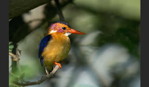 Natalzwergfischer (Ispidina picta)