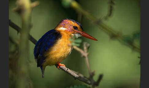 Natalzwergfischer (Ispidina picta)