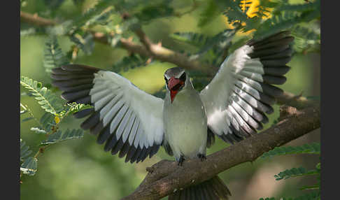 Senegalliest (Halcyon senegalensis)