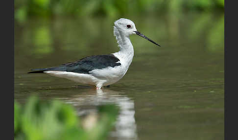 Stelzenläufer (Himantopus himantopus)