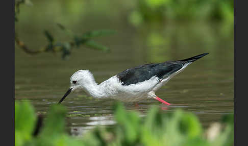 Stelzenläufer (Himantopus himantopus)