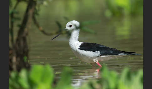 Stelzenläufer (Himantopus himantopus)