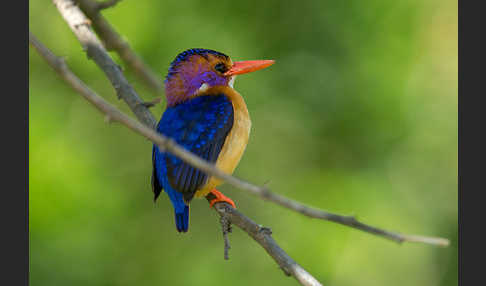 Natalzwergfischer (Ispidina picta)