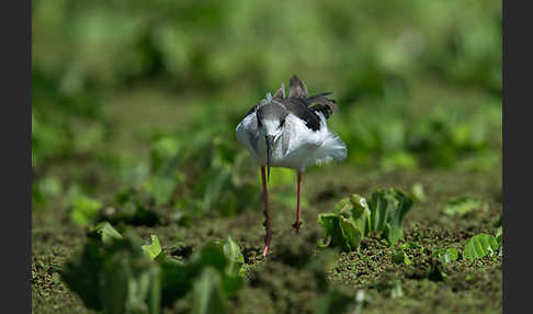 Stelzenläufer (Himantopus himantopus)