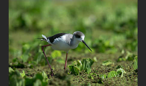 Stelzenläufer (Himantopus himantopus)