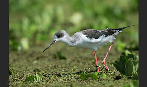 Stelzenläufer (Himantopus himantopus)