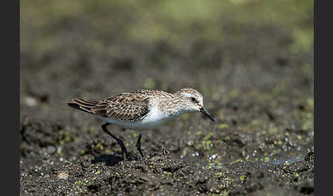 Zwergstrandläufer (Calidris minuta)