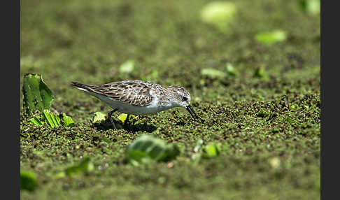 Zwergstrandläufer (Calidris minuta)