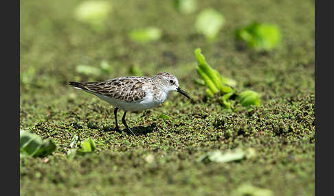 Zwergstrandläufer (Calidris minuta)