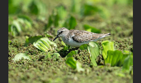 Zwergstrandläufer (Calidris minuta)