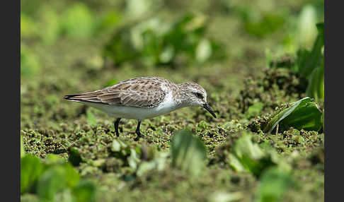 Zwergstrandläufer (Calidris minuta)