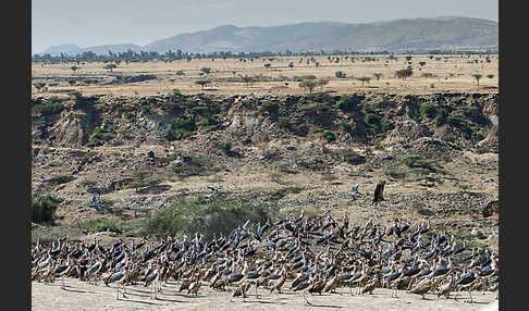 Marabu (Leptoptilos crumiferus)