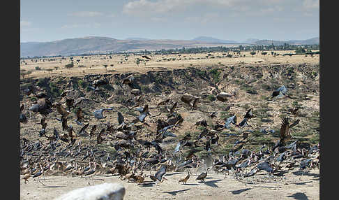 Marabu (Leptoptilos crumiferus)