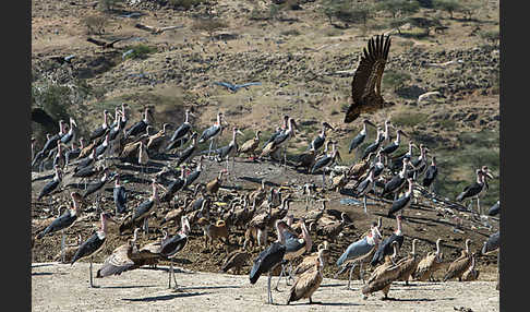 Marabu (Leptoptilos crumiferus)