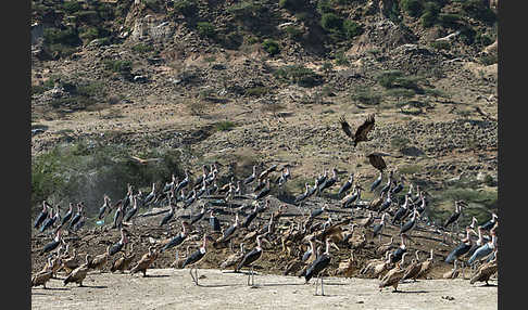 Marabu (Leptoptilos crumiferus)