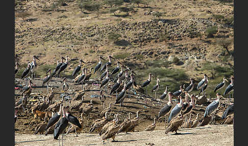 Marabu (Leptoptilos crumiferus)