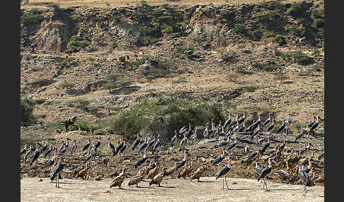 Marabu (Leptoptilos crumiferus)