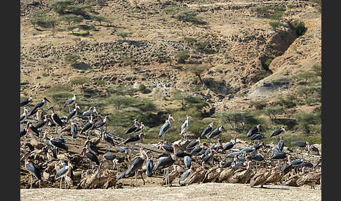 Marabu (Leptoptilos crumiferus)