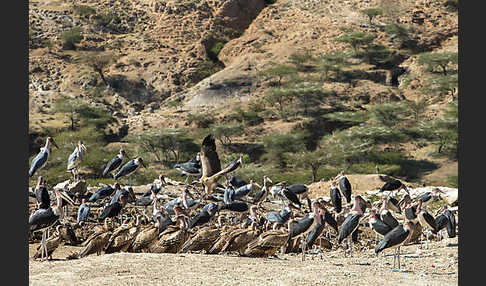 Marabu (Leptoptilos crumiferus)