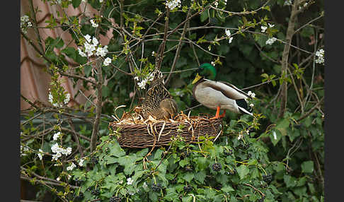 Stockente (Anas platyrhynchos)