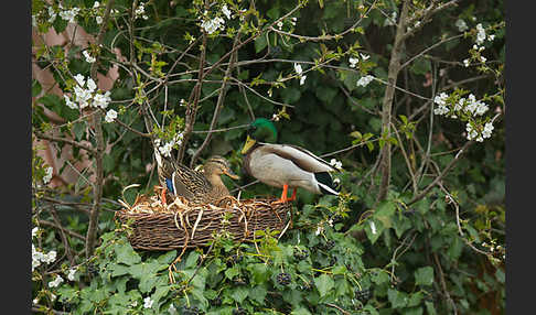 Stockente (Anas platyrhynchos)