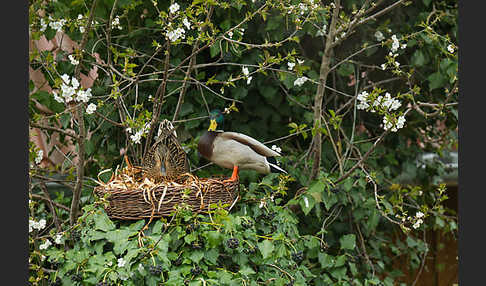 Stockente (Anas platyrhynchos)