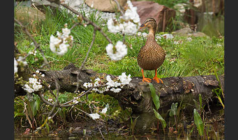 Stockente (Anas platyrhynchos)