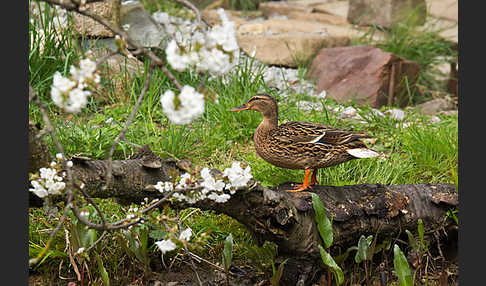 Stockente (Anas platyrhynchos)