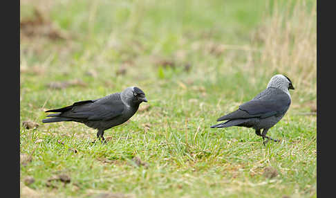 Dohle (Corvus monedula)