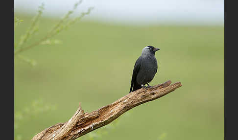 Dohle (Corvus monedula)