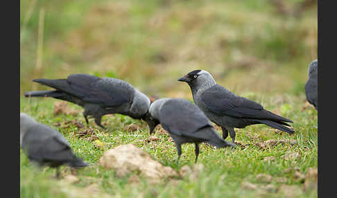 Dohle (Corvus monedula)