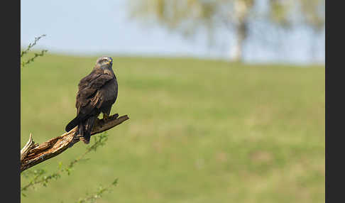 Schwarzmilan (Milvus migrans)