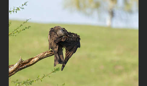 Schwarzmilan (Milvus migrans)