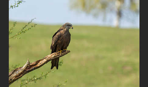 Schwarzmilan (Milvus migrans)