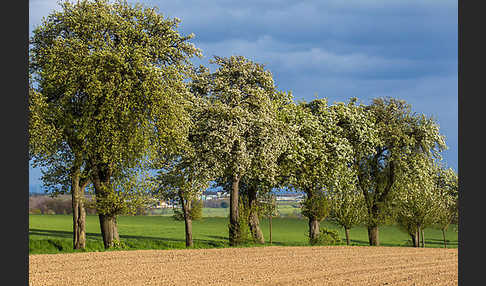 Feldweg (path)