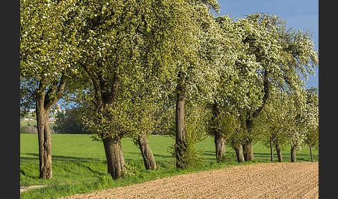 Feldweg (path)