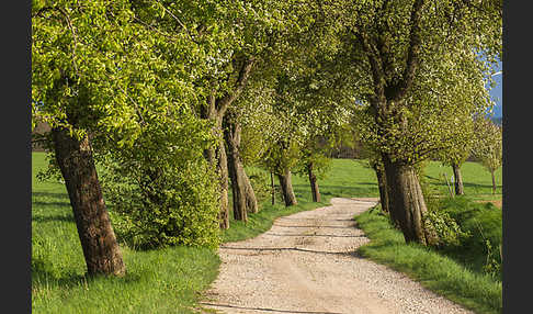 Feldweg (path)