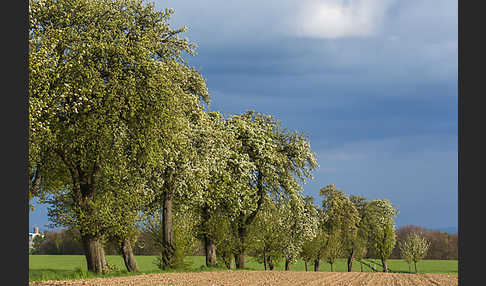 Feldweg (path)