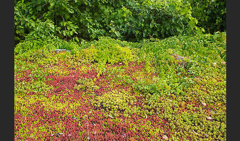 Kulturlandschaft (cultivated landscape)