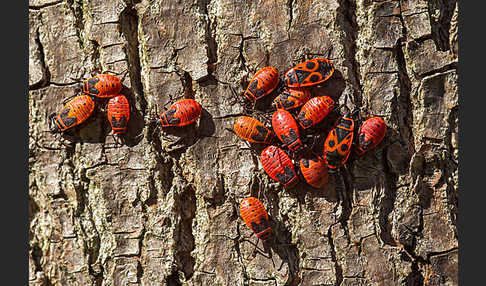 Feuerwanze (Pyrrhocoris apterus)