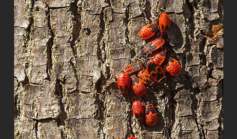 Feuerwanze (Pyrrhocoris apterus)