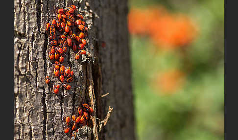 Feuerwanze (Pyrrhocoris apterus)