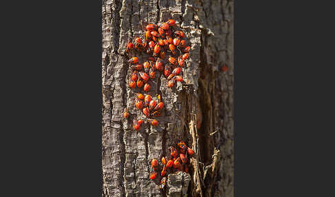 Feuerwanze (Pyrrhocoris apterus)