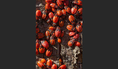 Feuerwanze (Pyrrhocoris apterus)