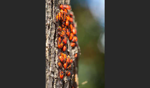 Feuerwanze (Pyrrhocoris apterus)