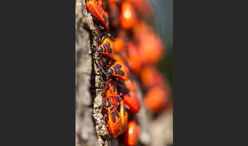 Feuerwanze (Pyrrhocoris apterus)