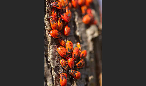 Feuerwanze (Pyrrhocoris apterus)