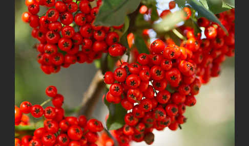 Mittelmeer-Feuerdorn (Pyracantha coccinea)